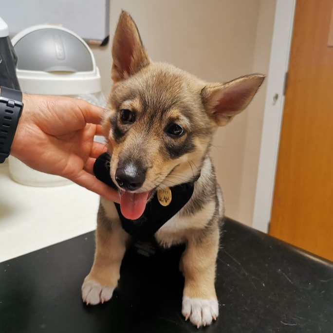 Clyde Vet Group