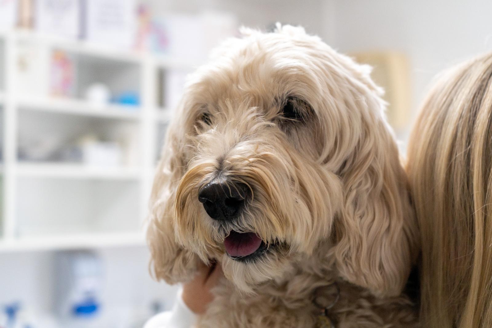 Adelaide Veterinary Centre (Web)-00486