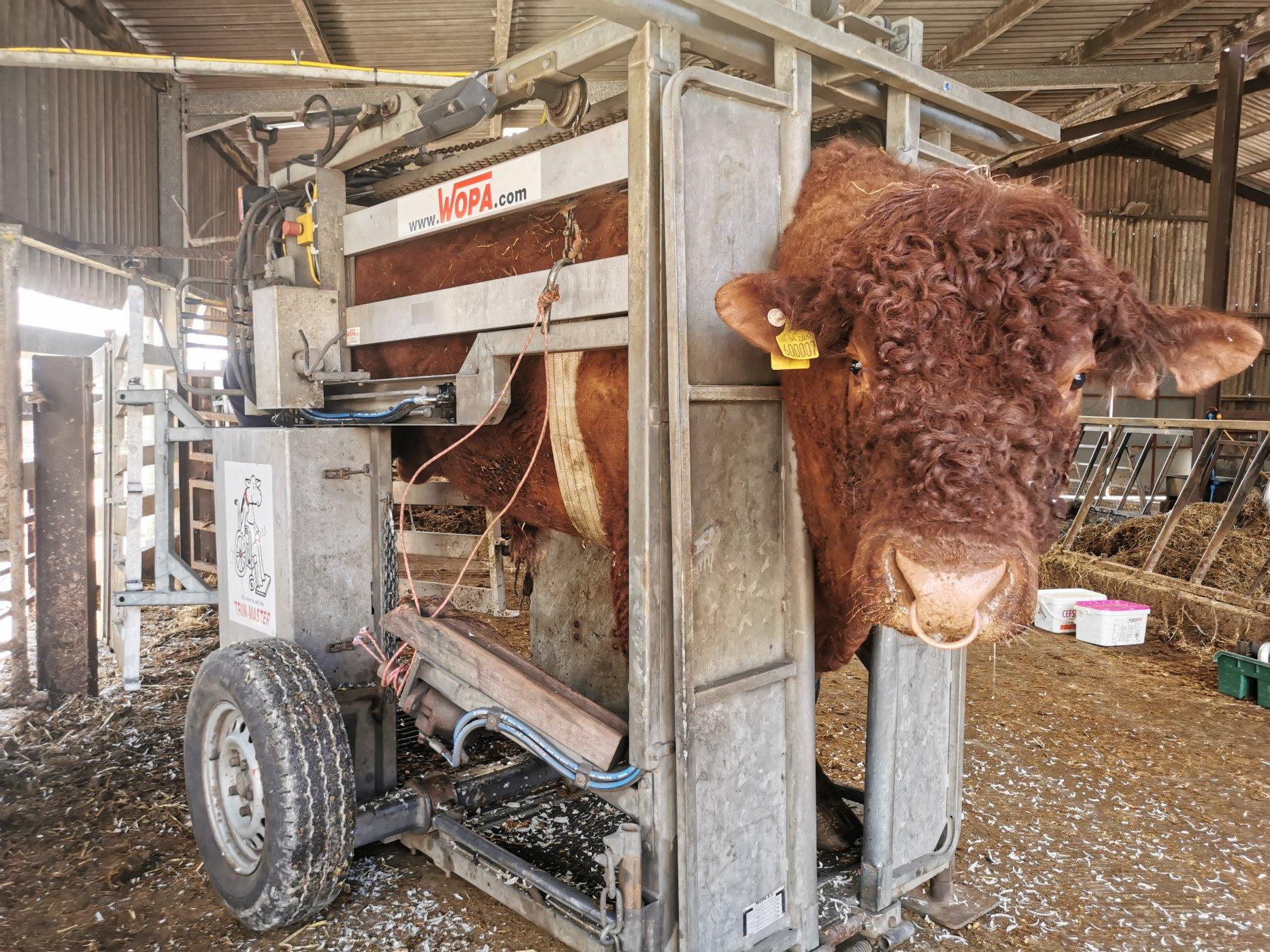 Bull Semen Testing 3_2_2