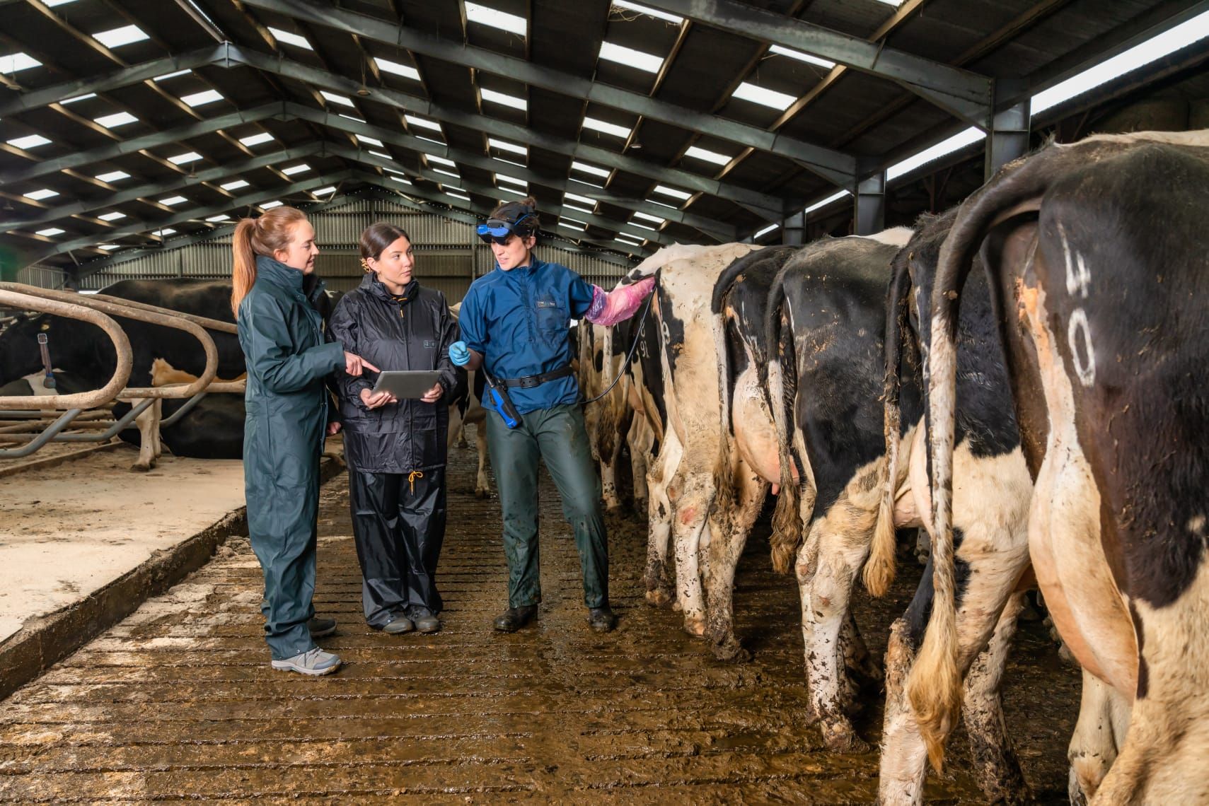 Clyde Vet Group